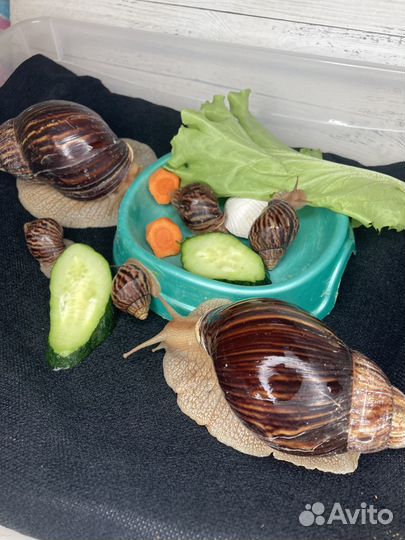 Улитки Ахатины Иммакулята