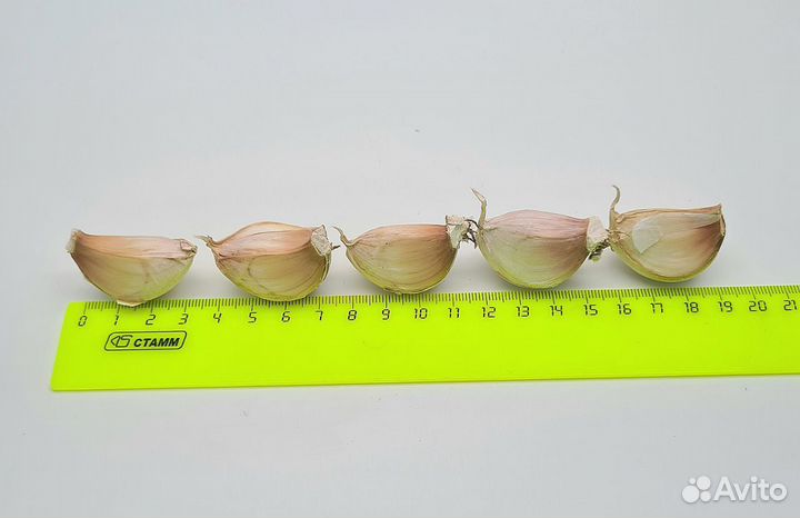 Чеснок яровой оптом