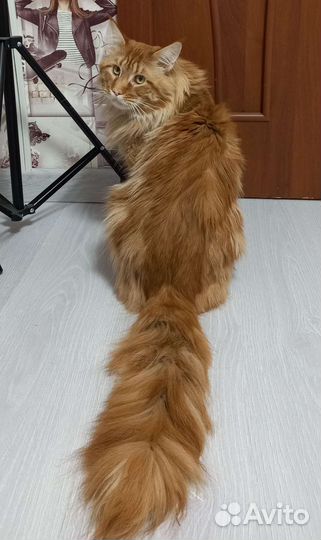 Приглашаем на вязку