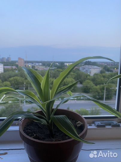 Кордилина драцена