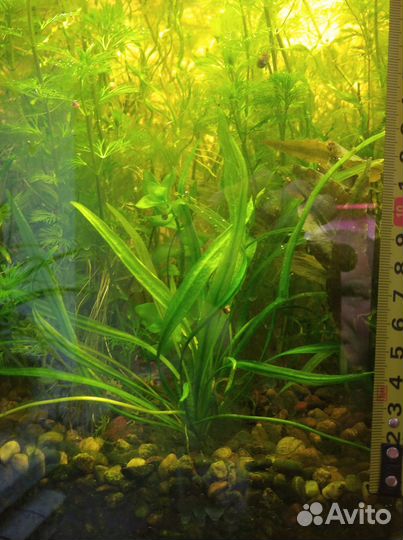 Аквариумные растения