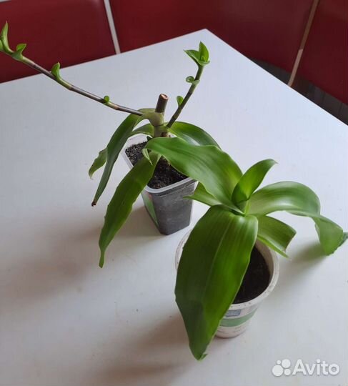 Растение золотой ус