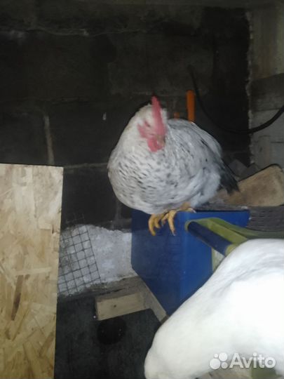 Куры петухи