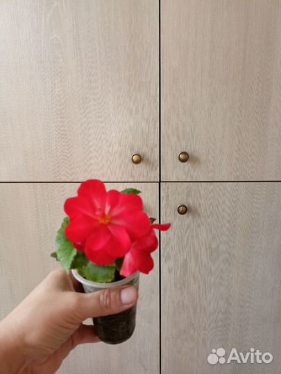 Фикус бенджамина пестролистный