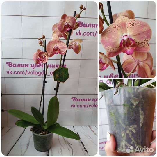 Орхидея фаленопсис