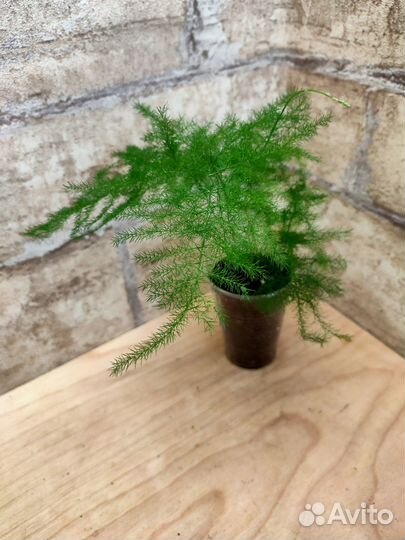 Аспарагусы 3 сорта