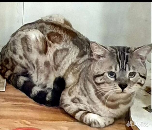 Бенгалы подростки