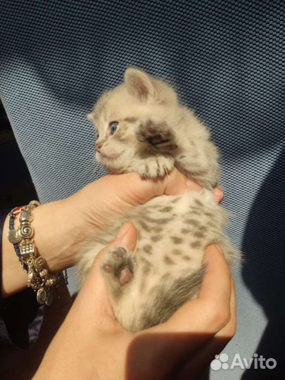 Шотландские котята элитных кровей