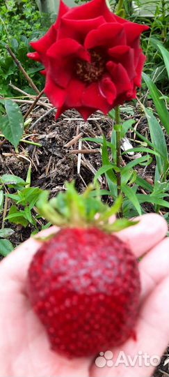 Молодые кусты клубники гигантелла