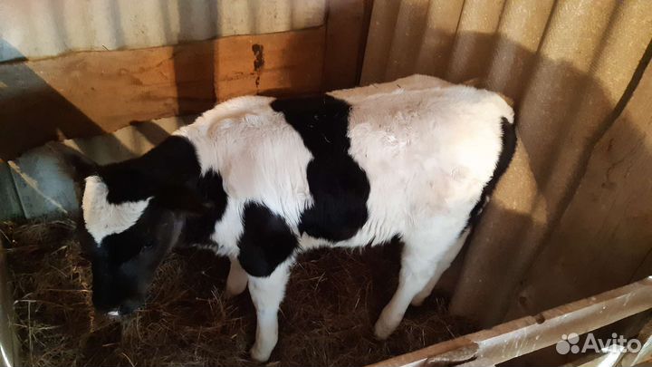 Бычки на откорм телочки на молоко