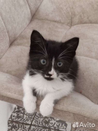 Котенок в добрые руки