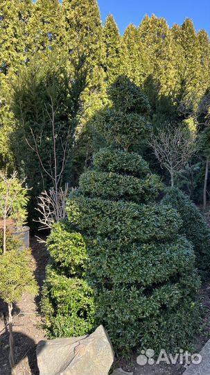 Самшит вечнозеленый спираль