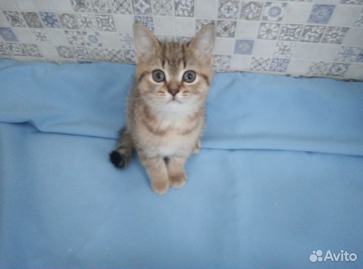 Бриташки-очаровашки