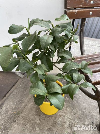 Лимонное дерево