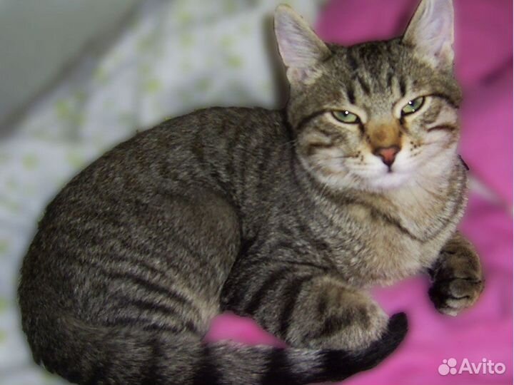 Передержка кошек