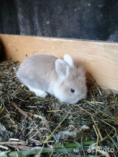 Декоративные кролики минилоп