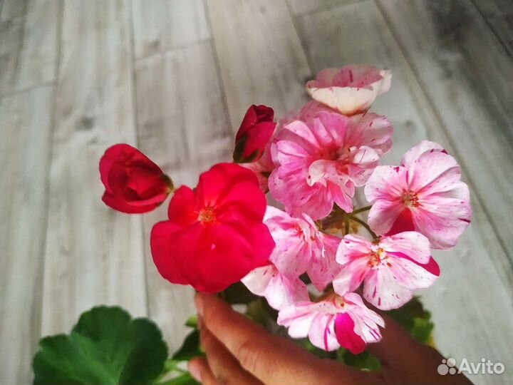 Уникальный трибрид Пеларгония Герра