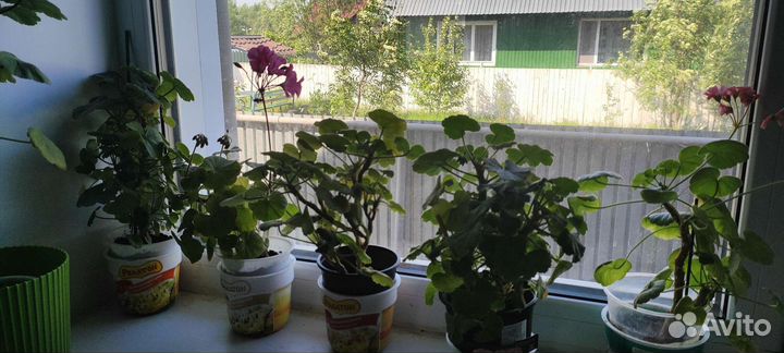 Пеларгония герань