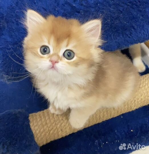 Британцы золотая шиншилла