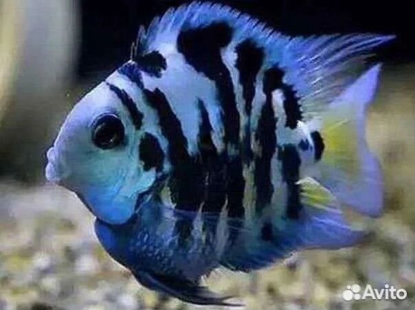 Полиптерус Эндлихера,Метиннис,сапфировый попугай