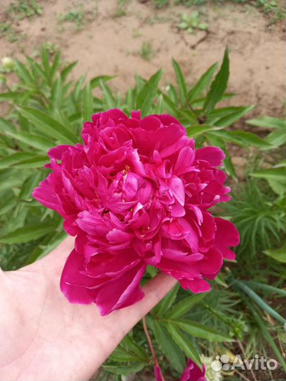 Пионы саженцы
