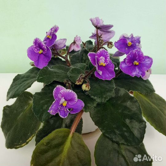 Цветущая фиалка