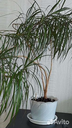 Драцена, толстянка