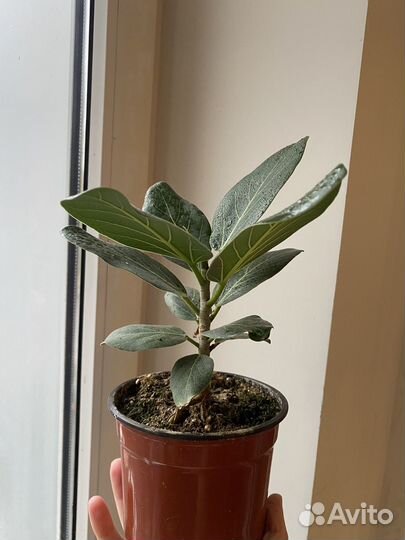 Фикус бенгальский