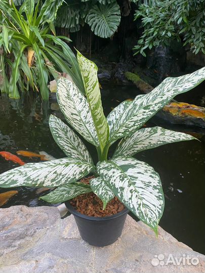 Диффенбахии сортовые блайт визард, Чита и др