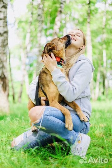 Собака Юла из приюта Некрасовка