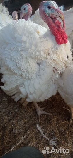 Гуси, индюки, петухи