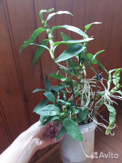 Дендробиум белый