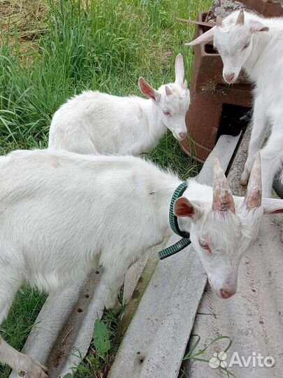 Продаются козлята