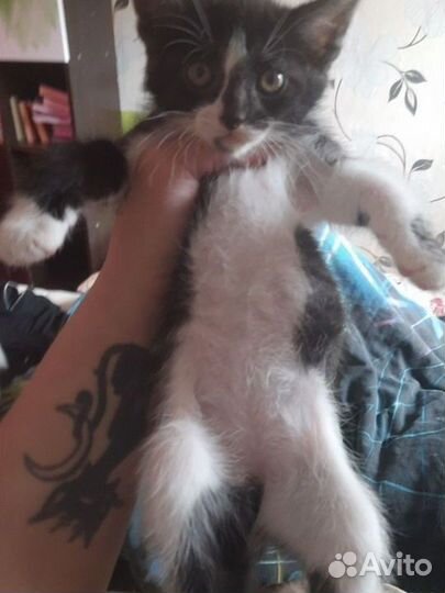 Котята