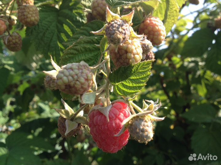Побеги малины 