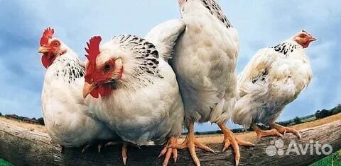 Куры молодки несушки