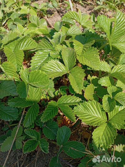 Виктория. усики