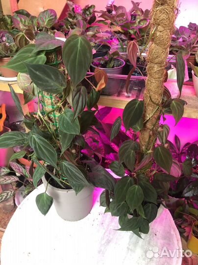 Филодендрон миканс