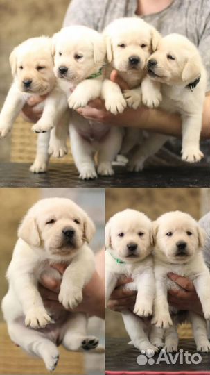 Лабрадоры РКФ