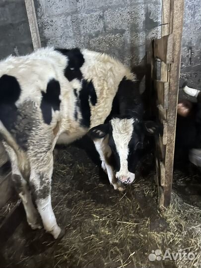 Телки, нетель