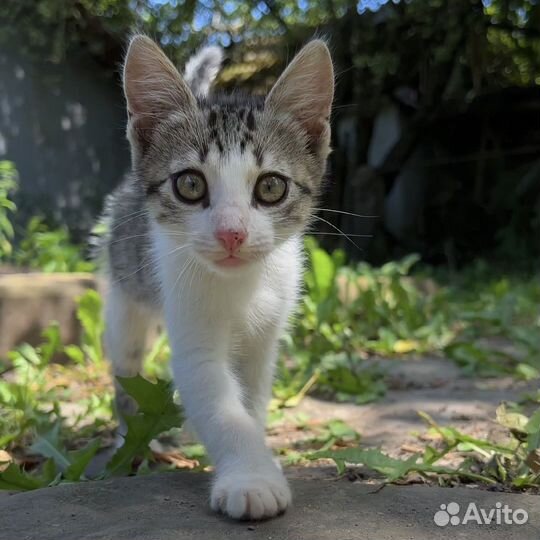 Котенок мальчик бесплатно