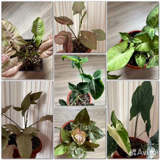 Сингониумы сортовые взрослые кусты