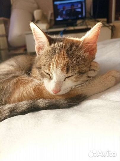 Кошечка трёхцветная и полосатая)