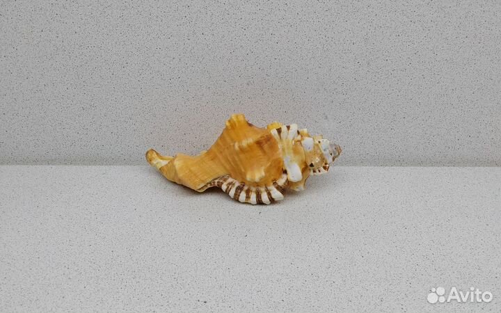 Циматиум Лоториум 12,8 морская ракушка раковина