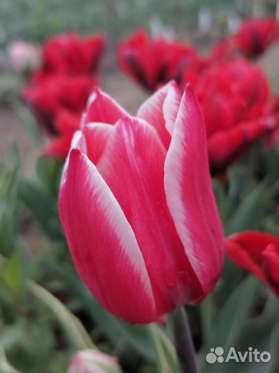 Тюльпаны (Луковицы )