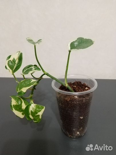 Комнатные растения набором