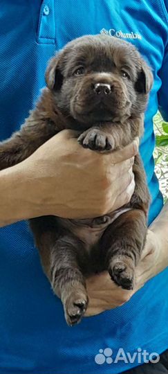 Лабродорчики от красивых родителей