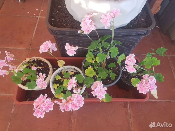 Пеларгония герань сортовая