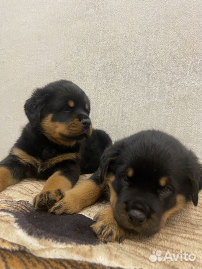 Щенки Ротвейлера