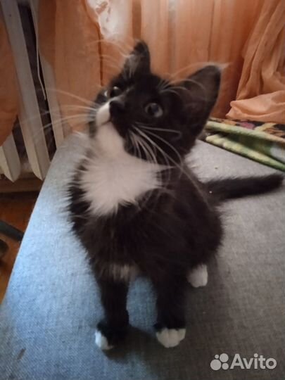 Котенок черно белый пушистый, девочка